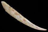 Hybodus Shark Dorsal Spine - Cretaceous #73125-1